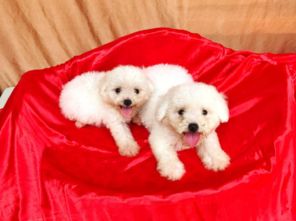 圖 成都精品寵物繁殖基地長期出售比熊幼犬 保證品質(zhì)健康 成都寵物狗