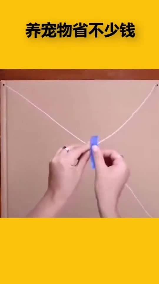 拿衣架給寵物改裝帳篷,學會了這招之后,養(yǎng)寵物省下不少錢