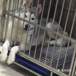 電話,地址,價(jià)格,營(yíng)業(yè)時(shí)間 上海寵物