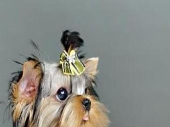 圖 特惠 優(yōu)質(zhì)約克夏簽健康協(xié)議送狗用品狗籠子 北京寵物狗