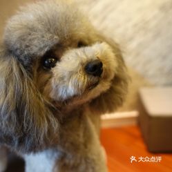 電話,地址,價(jià)格,營業(yè)時(shí)間 南京寵物