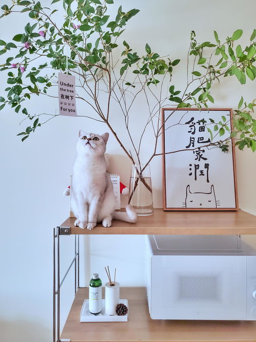 寵物用品如何收納？規劃整理師教你巧用寵物衣架