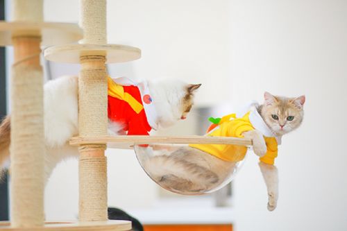 它經濟風潮下 從寵物鮮食到衣架，探索那些意想不到的新玩法